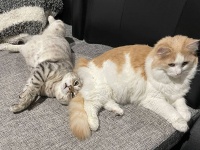 猫は2匹いると多幸感が倍増する件