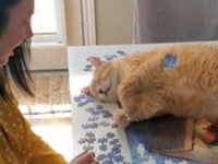 飼い猫にパズルを手伝ってもらった。パズルの上で寝そべって動かなかくなった。