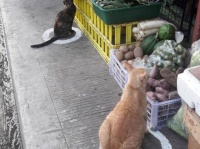 社会的距離のために円形のマークを描いたところ、猫が転送されてきた件（フィリピン）