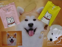 秋田犬グッズのCセット（写真は、大館市提供）