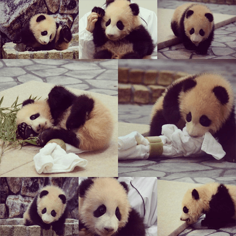 可愛い過ぎて泣きそう！　和歌山アドベンチャーワールドのパンダの赤ちゃん「結浜」が超絶可愛い件#3