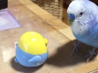 パップと止まり木レーチ (pap3oyo) さんのツイートより
