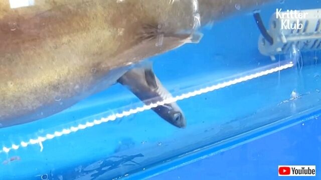 sharkgavebirth2_640
