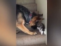 階段をのぼるヨチヨチ歩きの子猫、見かねたワンコのイケメン対応が微笑ましい！