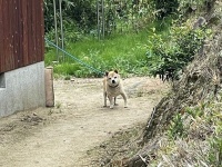 「僕を忘れていませんか...？」　一人で散歩に行こうとする飼い主を見つめるワンコの哀愁が凄い