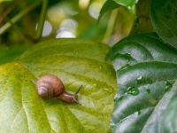 カタツムリにナメクジ　知っていそうで知らない陸貝の意外な生態（＊画像はイメージです）