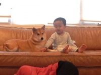「お願い、少しは心配してよ！」柴犬ハルさんの前で倒れたふりをしてみた結果