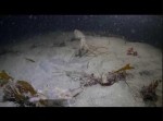 カニＶＳタコ！　世紀の水中バトルの決着が予想外すぎた…
