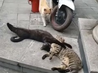 こ、これは！猫的不倫現場なのか？イチャイチャしている2匹の猫の背後から1匹の猫が近づいてきた・・・