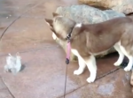 『いやん！！』噴水口に座ってしまったハスキー犬の運命とは…。
