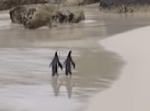 群れから離れてラブラブな時間を過ごすペンギンカップルの姿を目撃！