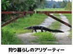 3秒で吹き出す！可愛くて笑える動物の爆笑ボケて11選