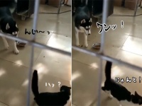 犬生最悪のミス。それは猫に吠えたことだった。