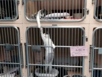 保護施設で里親を待っている間、犬や猫たちは何をしているんだろう？施設スタッフなどが撮影した動物たちの写真