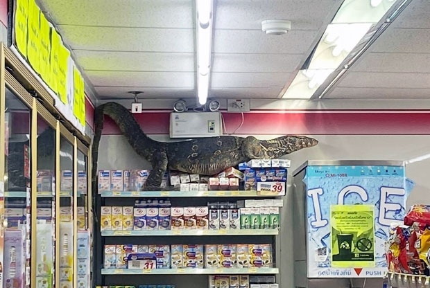 ミズオオトカゲ Varanus salvator