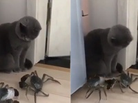 平成最後の猫カニ合戦。その結末は？