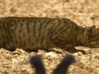 生きる為に狩る。野生の猫のハンティングスキルを激写したドキュメンタリー映像