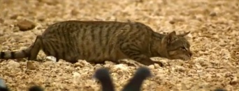 生きる為に狩る。野生の猫のハンティングスキルを激写したドキュメンタリー映像
