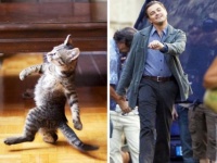 そっくりやないかーい！猫がありとあらゆるものに擬態できる件