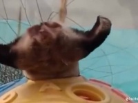 こ、これは！変なポーズをするこの謎生物の正体は、あのかわい子ちゃん