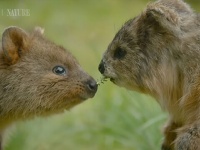 キュートな笑顔は世界一。クアッカワラビーの赤ちゃんを、そっくりに偽装したスパイカメラで至近距離から観察したよ
