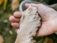 愛犬を手放さなければならなかった患者の為、自らが犬を引き取り患者と再会させた看護師