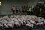 中国の高速道路でトラックが横転⇒“◯◯◯匹”の子ブタが…