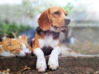犬と猫、どっちも家族にしたいし仲良くさせたい。猫と相性が良いとされる5種の犬