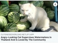 はたらく猫。図らずも良い仕事をしたりしなかったりする16の猫