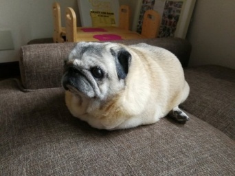 もこすけ（＠hrs1224）さんのツイート