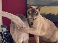 どんな場面でも何をしてても「猫だから仕方ない」って言われちゃう！可愛いくってちょっぴりトホホな猫たちの姿を集めてみた