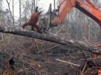森を荒らすショベルカーと戦おうとしたオランウータンの映像は本当だった
