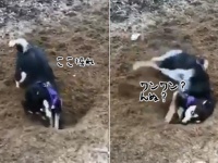 ここ掘れワンワンからの？地面に穴を掘った後何をする？ハスキーの場合