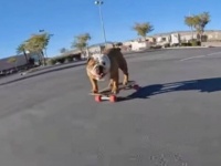 愛犬「もっともっと走りたい！」早朝の誰もいない駐車場で、スケートボードを満喫するブルドッグ