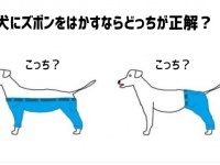 これは悩むわ。犬にズボンをはかすならどっちが正解？