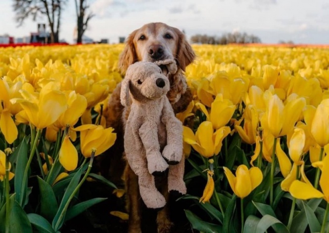 ゴールデン・レトリバーの大親友は自分そっくりのぬいぐるみ。どこでも連れて行って皆に紹介する