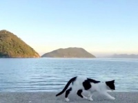 小さなニャンコがぴょこぴょこ（画像は三谷ユカリさんの動画よりキャプチャ、以下同）