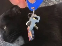 「猫の手を貸してくれてありがとう！」黒猫が不吉なんて誰が言った？穴の中に落としたカギをなんと黒猫が拾ってくれた！