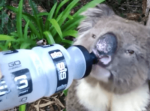 【ゴクゴク】コアラが水をがぶ飲みする動画が最高に癒される！