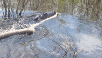 【死闘】巨大なビルマニシキヘビ VS アリゲーター！ある一枚の写真が話題に