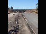 カンガルーが道路を渡ろうと、ピョンっと飛んだつもりがまさかの…！