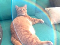 天使がくれたGOサイン？庭の居候猫だったボンド氏、正式に家猫としてマーマレードたちの仲間入りする