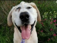 生まれつき顔が変形していた犬。里親の元を転々とし、ようやく運命の飼い主と巡り合うまで