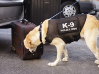 大麻の合法化が進むアメリカで麻薬探知犬が引退の危機に（アメリカ）