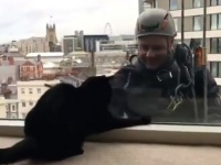 孤独な辛い作業が楽しくなる瞬間。高層ビルの窓清掃をしてたら猫が釣れた！