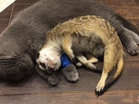 やっぱ心配だから添い寝しとくわ。前足を怪我した猫にぴったり張り付くミーアキャット