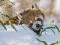 普通は雪は好き、らしい（Tambako The Jaguarさん撮影、Flickrより）