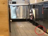 マクドナルドに猫が必要な理由がわかる動画