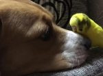 ワンコの鼻を執拗につつくインコのやりとりがカワイイ♪