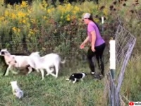 生後8週間でこの才能。ボーダーコリーの子犬が羊を追う練習をするよ